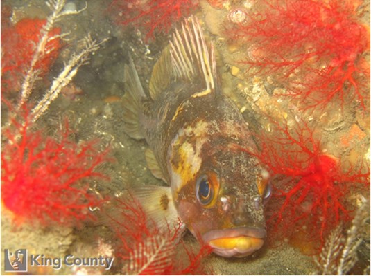 Photo of Sebastes maliger